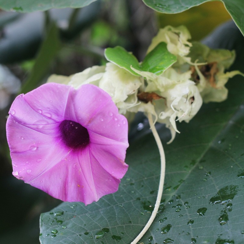 Elephant Creeper photo 4