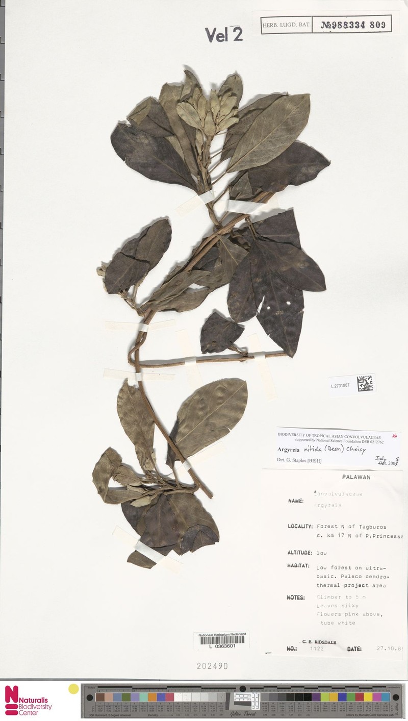 Argyreia nitida