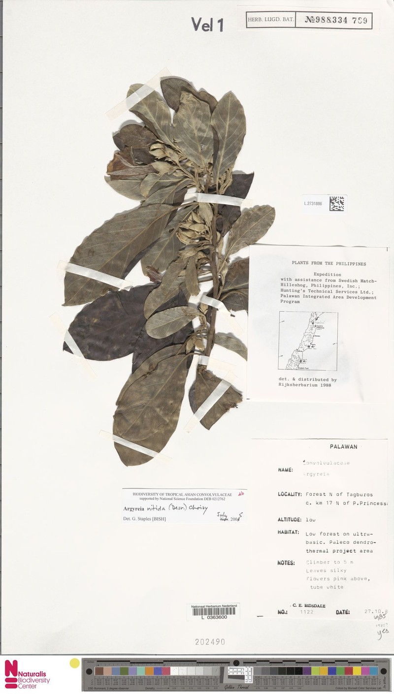 Argyreia nitida photo 2