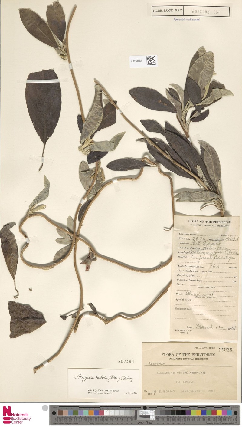 Argyreia nitida photo 3