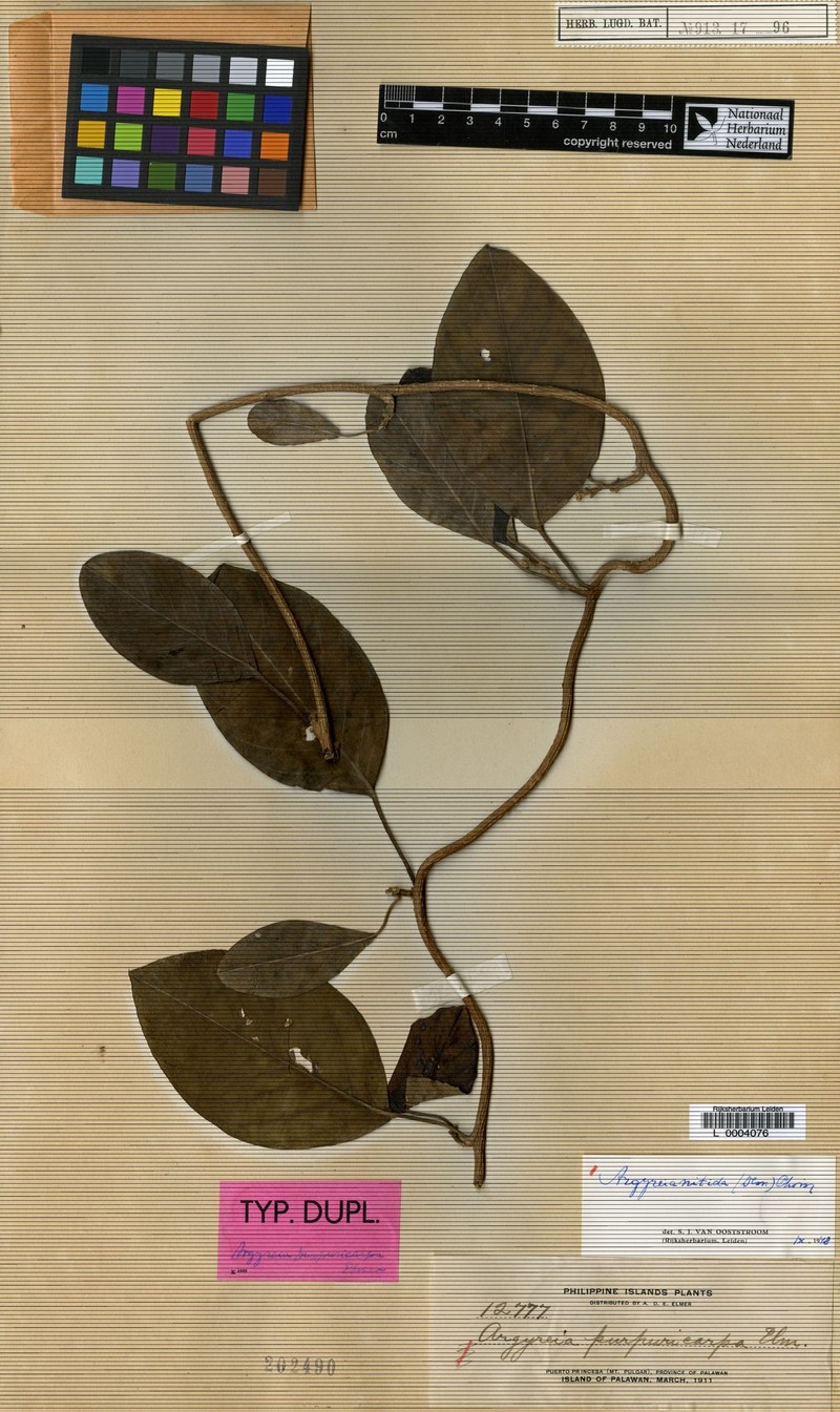 Argyreia nitida photo 4