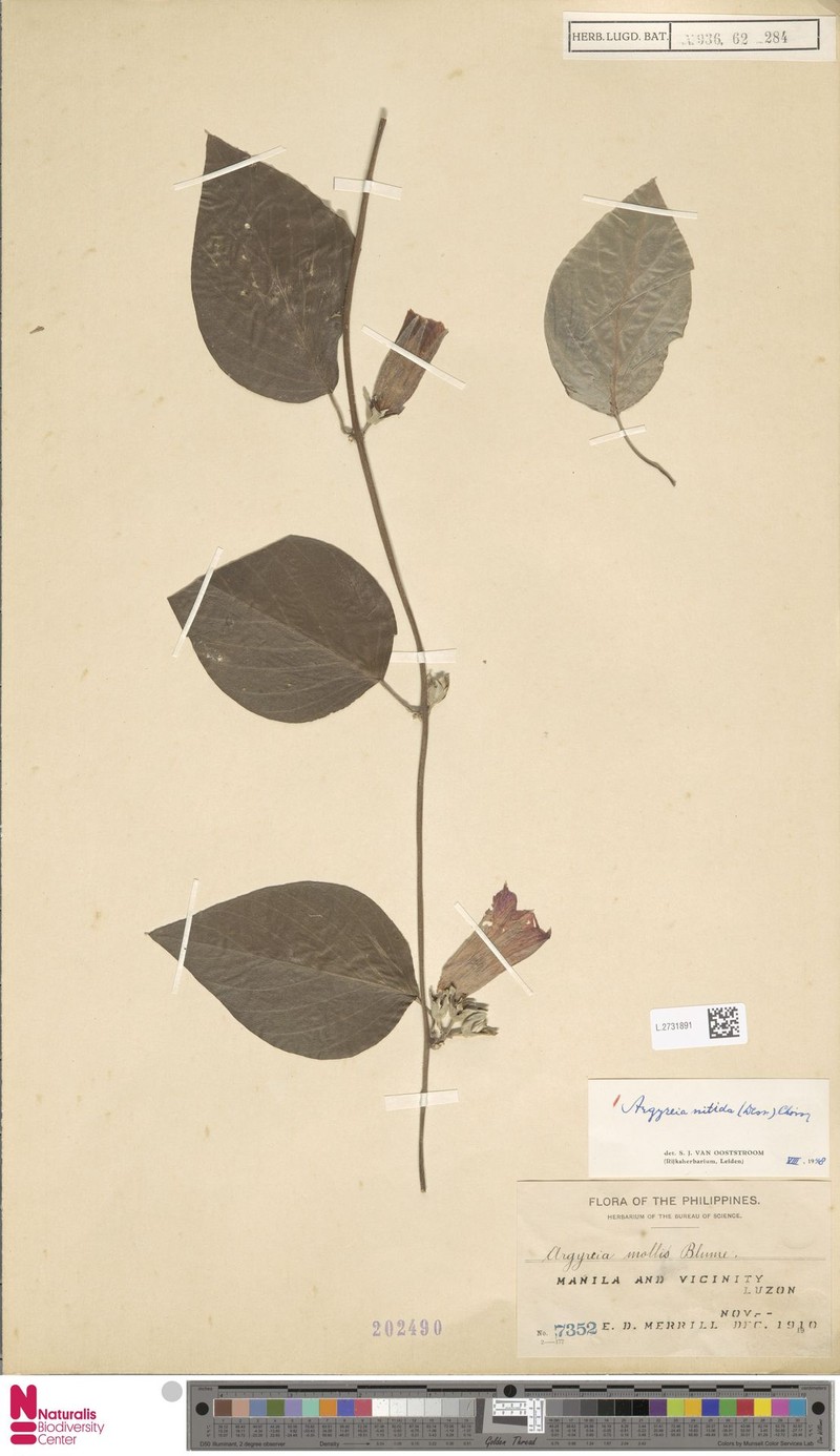 Argyreia nitida photo 5