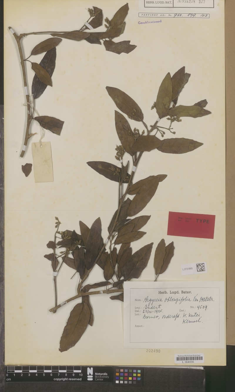Argyreia oblongifolia photo 2
