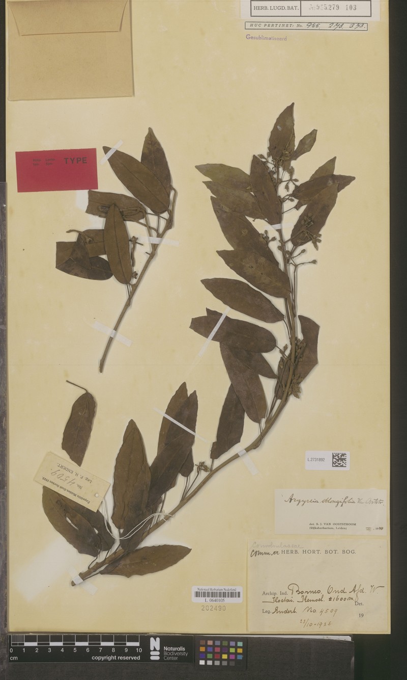 Argyreia oblongifolia photo 3