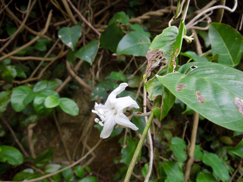 Argyreia obtusifolia photo 3