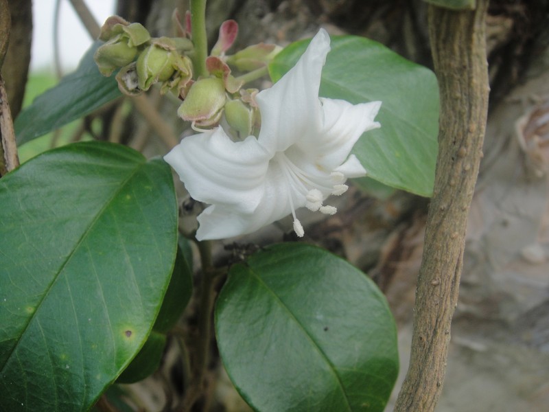 Argyreia obtusifolia photo 4