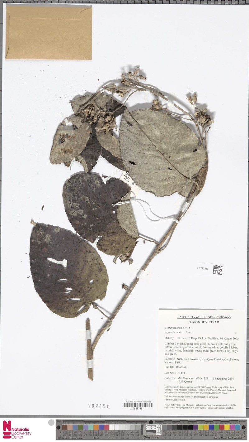 Argyreia obtusifolia photo 5