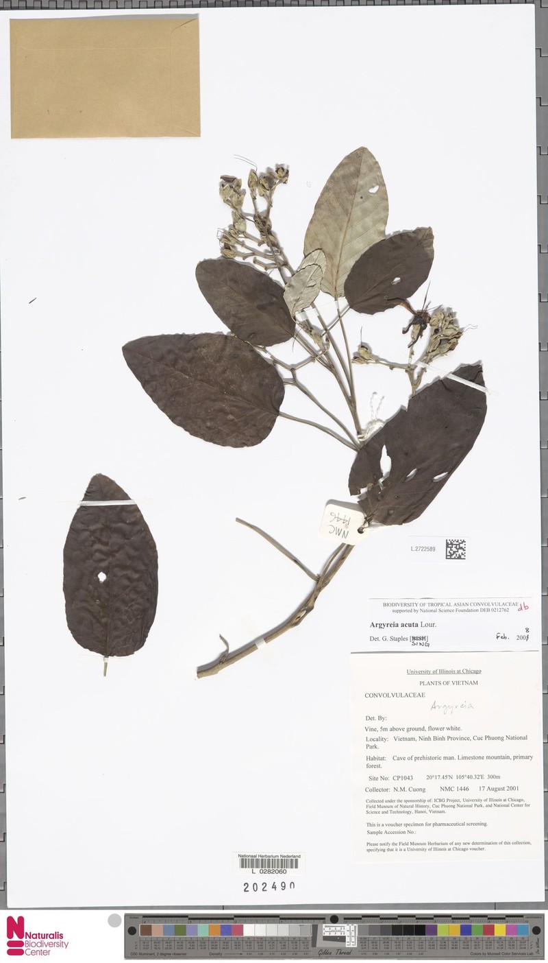 Argyreia obtusifolia photo 6
