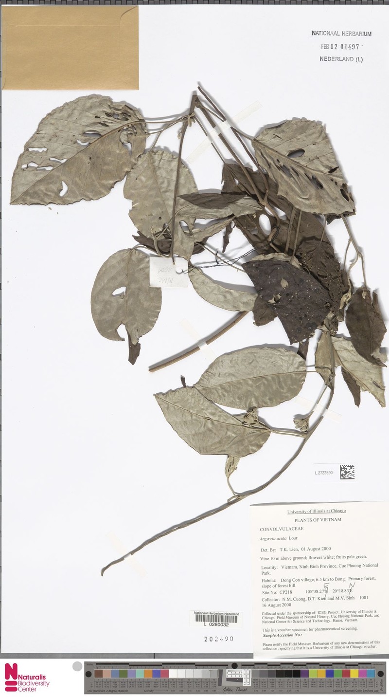 Argyreia obtusifolia photo 7
