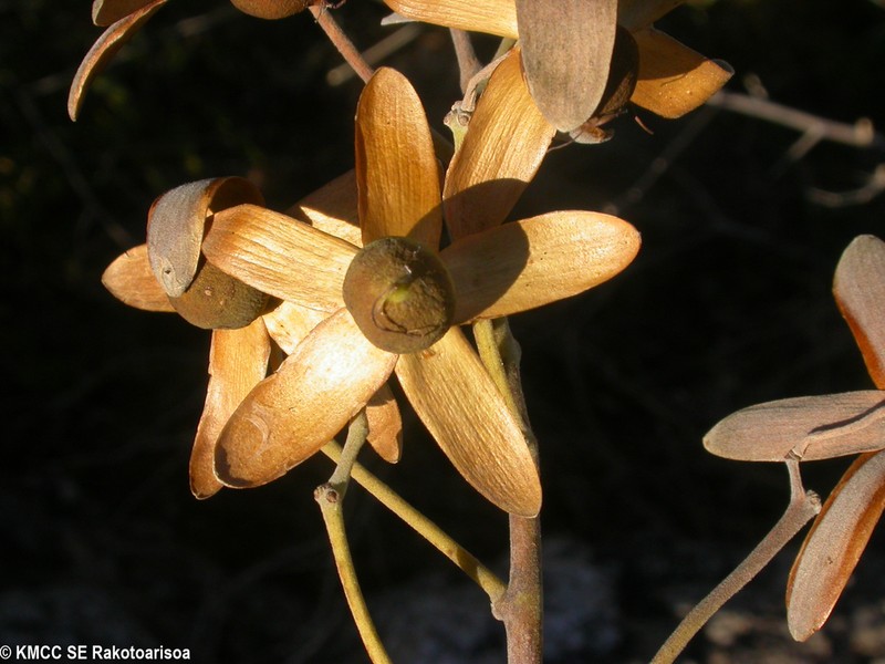 Argyreia onilahiensis