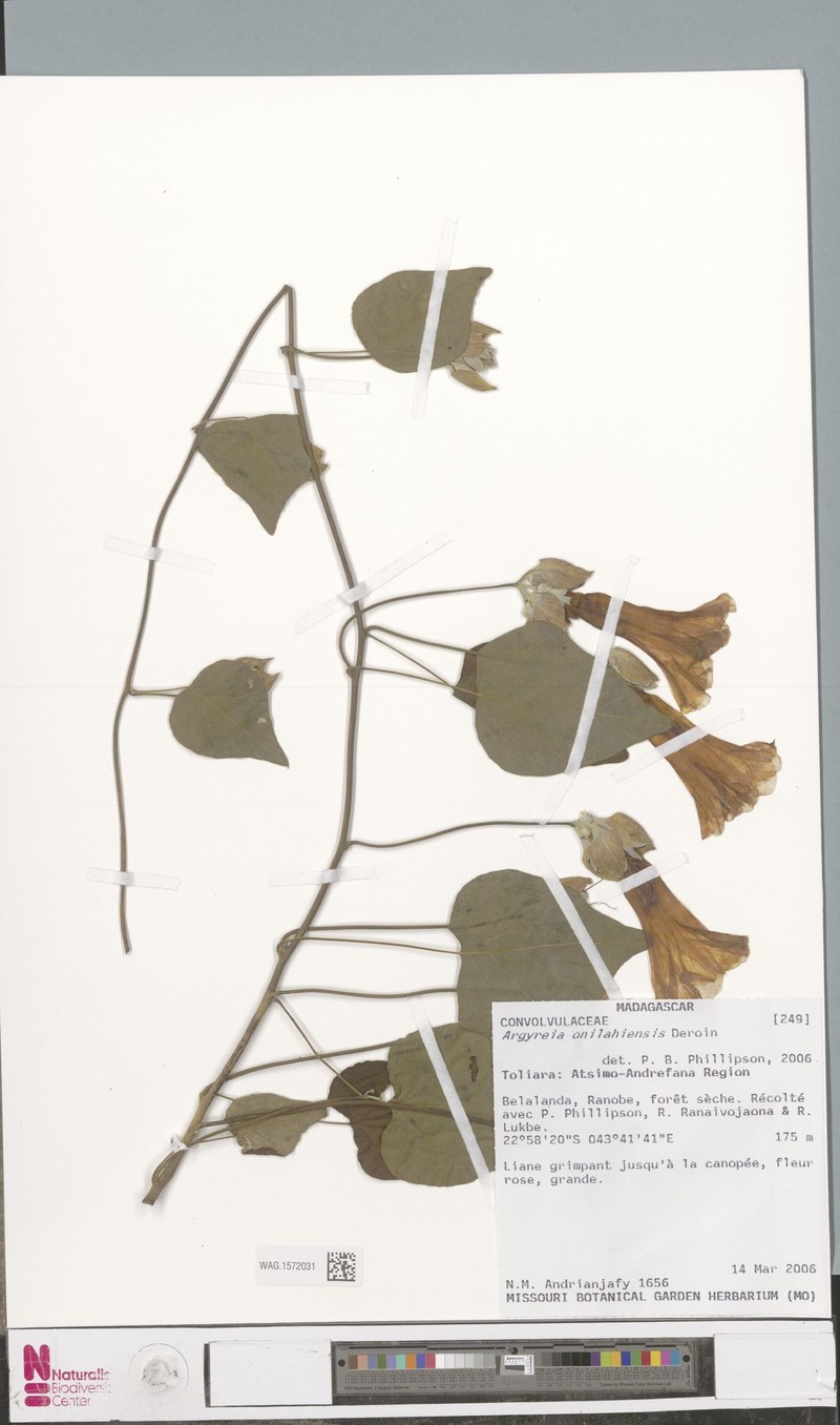 Argyreia onilahiensis photo 3
