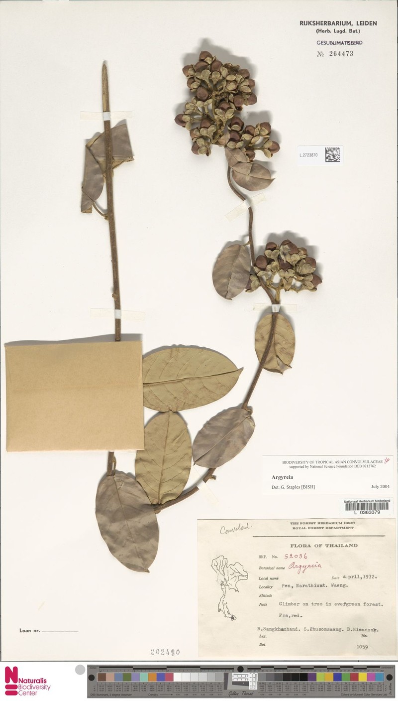 Argyreia ooststroomii photo 2