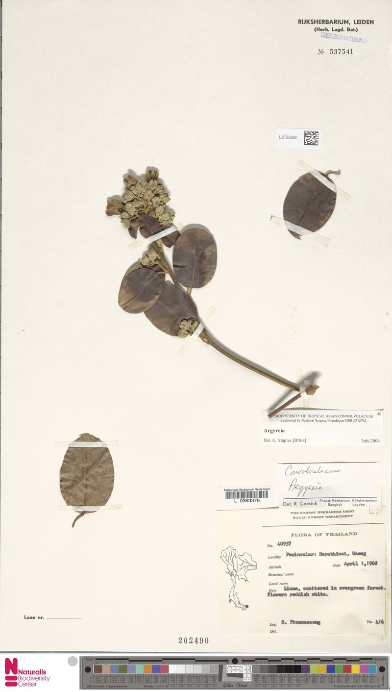 Argyreia ooststroomii photo 3