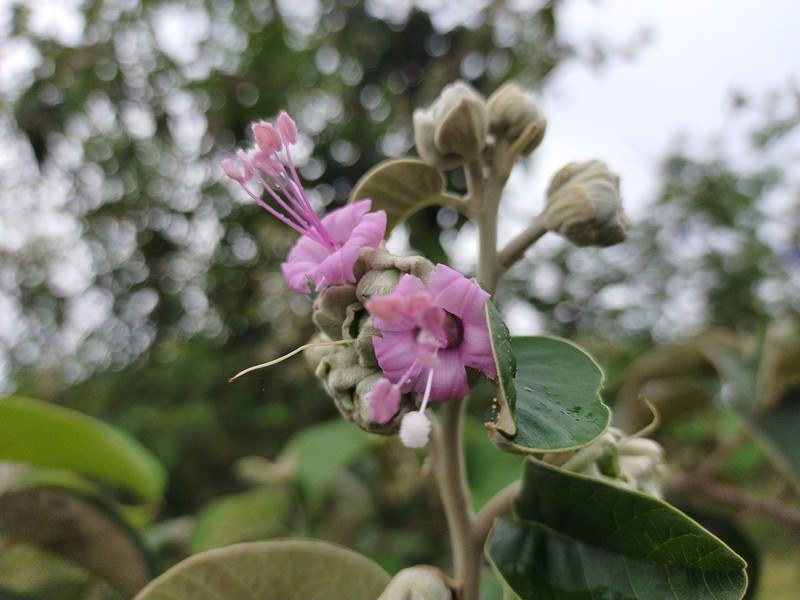 Argyreia osyrensis
