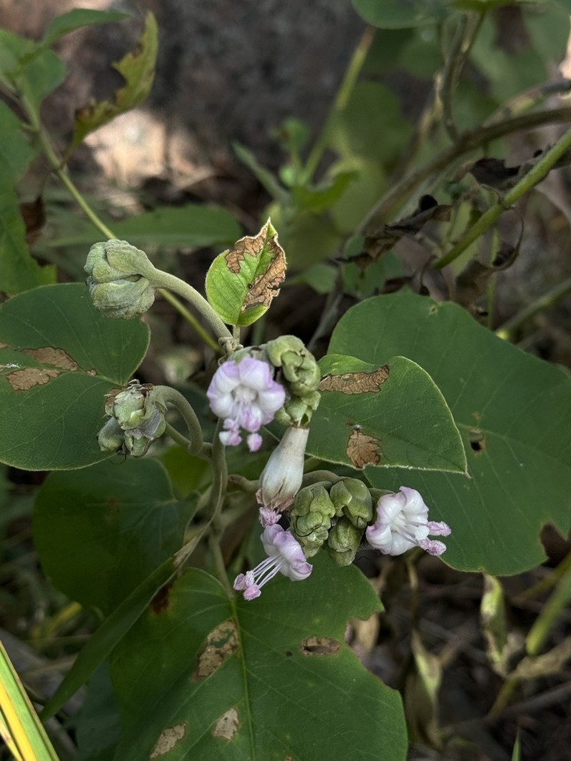Argyreia osyrensis photo 2