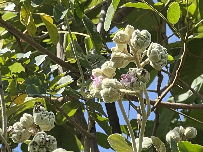 Argyreia osyrensis photo 3
