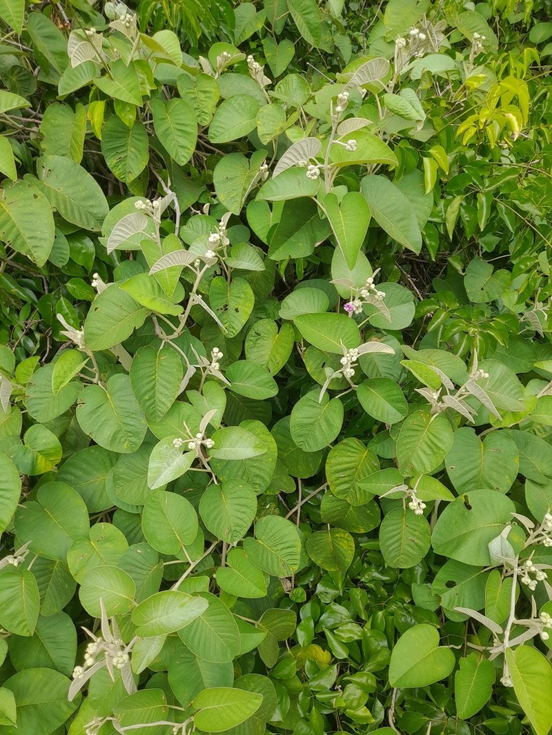 Argyreia osyrensis photo 4