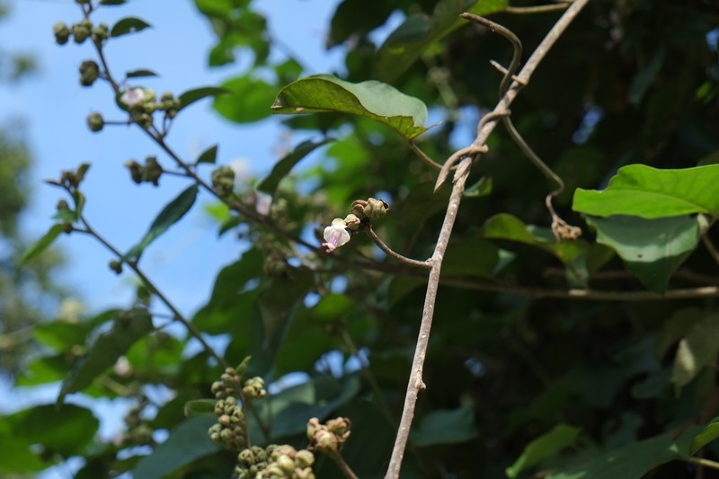 Argyreia osyrensis photo 5