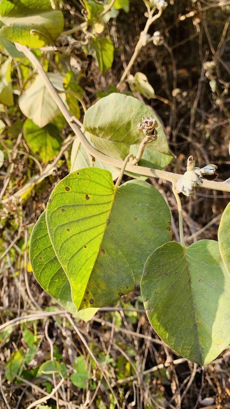 Argyreia osyrensis photo 6