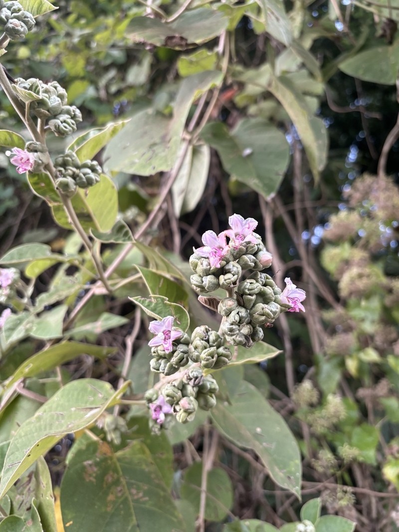 Argyreia osyrensis photo 7