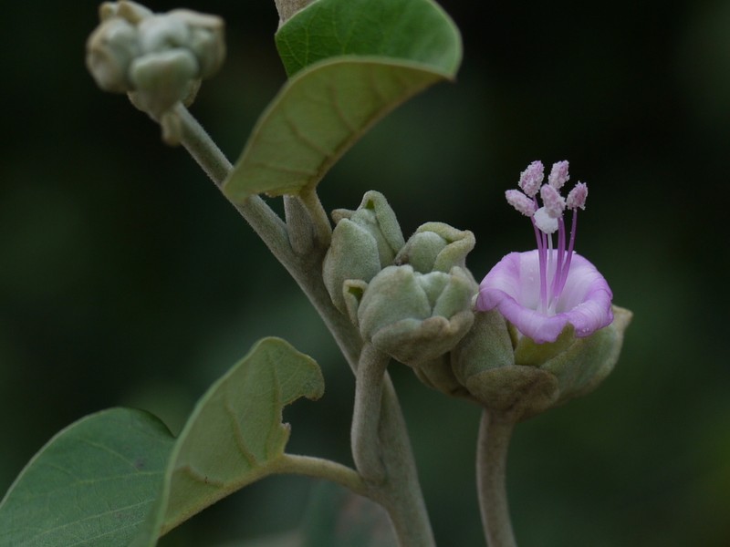 Argyreia osyrensis photo 8