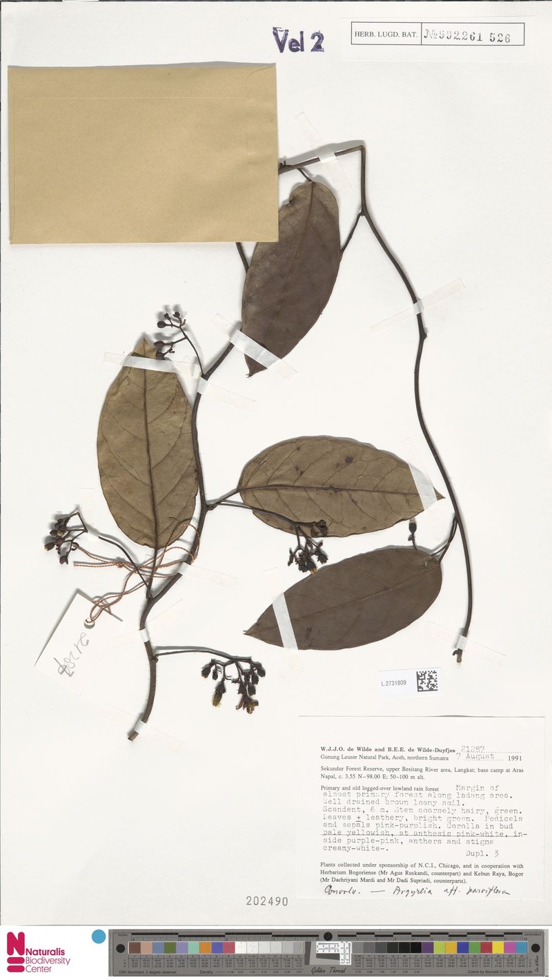 Argyreia parviflora photo 2