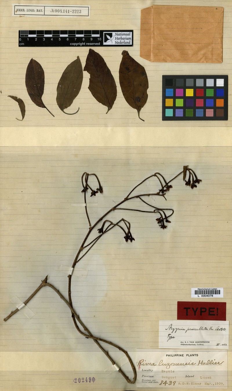 Argyreia pedicellata