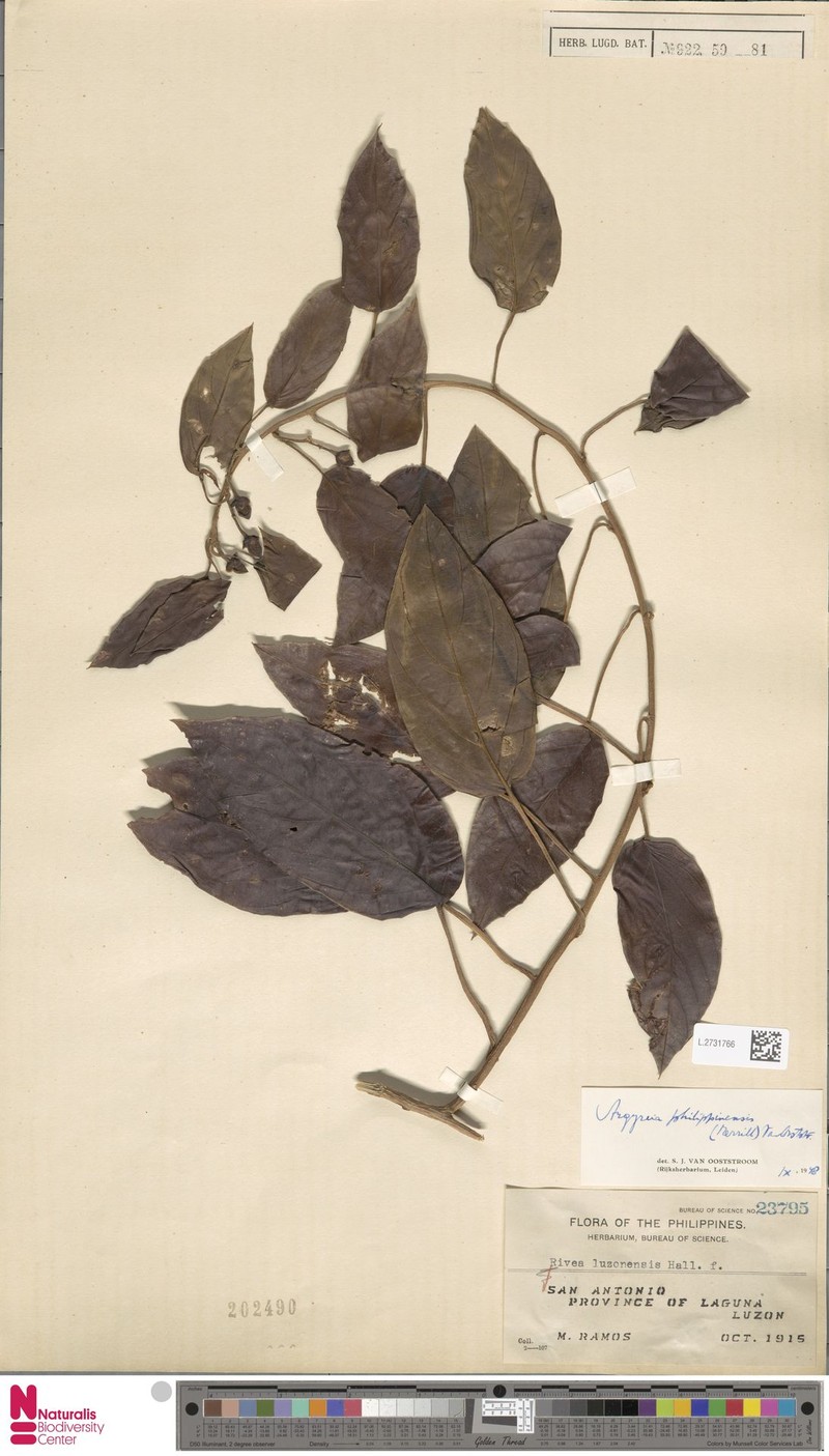 Argyreia philippinensis