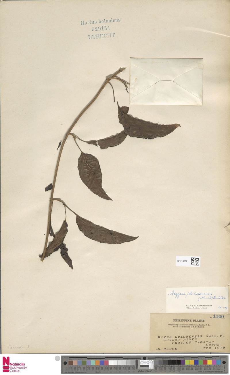 Argyreia philippinensis photo 2