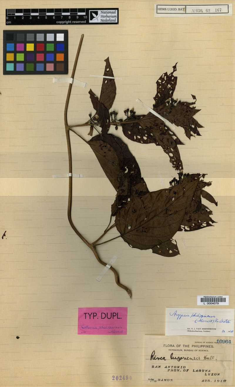 Argyreia philippinensis photo 3