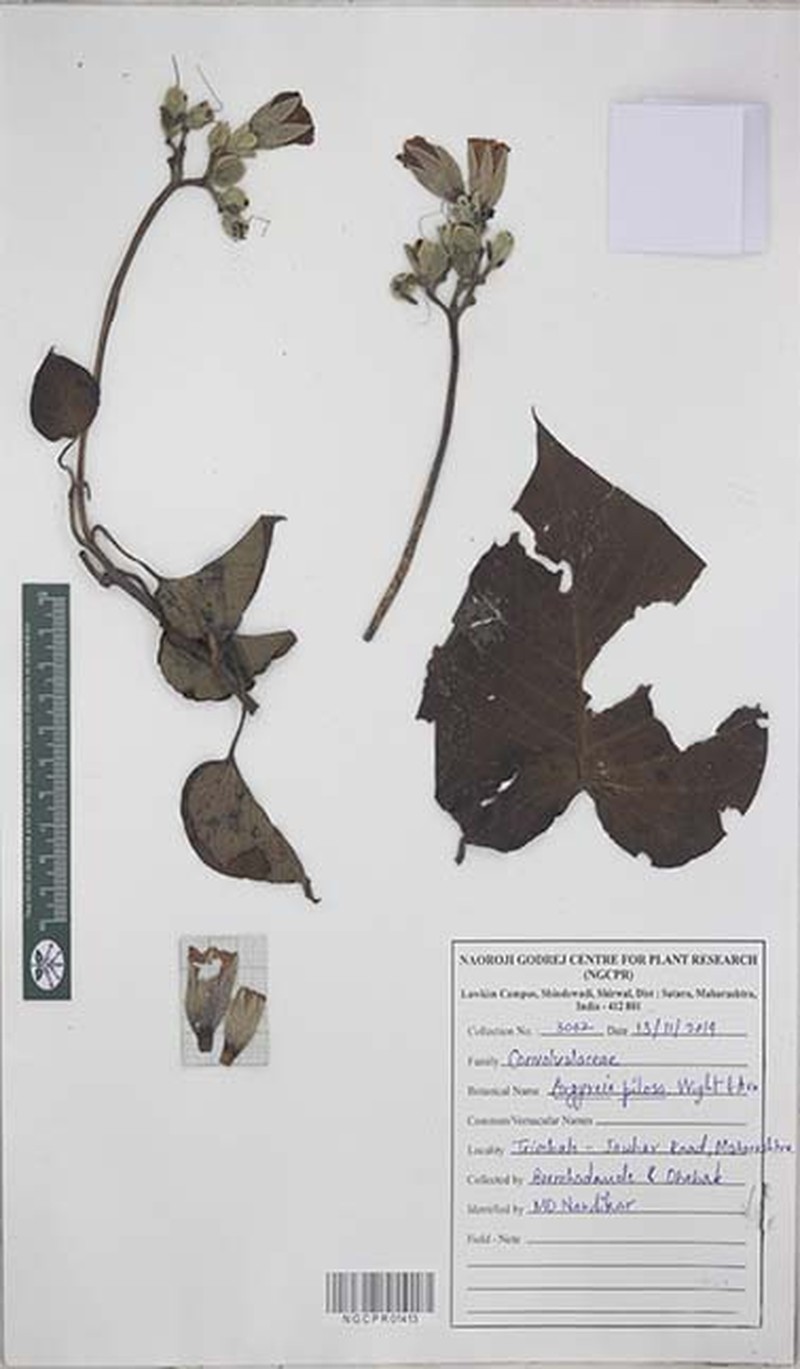 Argyreia pilosa photo 3