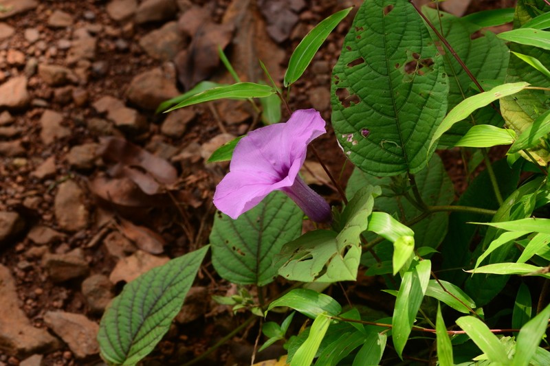 Argyreia pilosa
