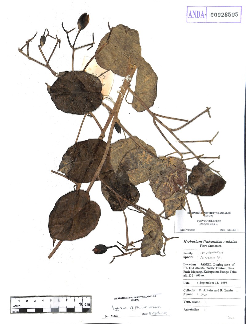 Argyreia pseudorubicunda