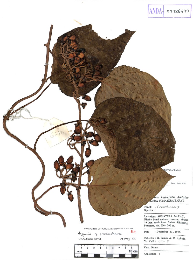 Argyreia pseudorubicunda photo 2