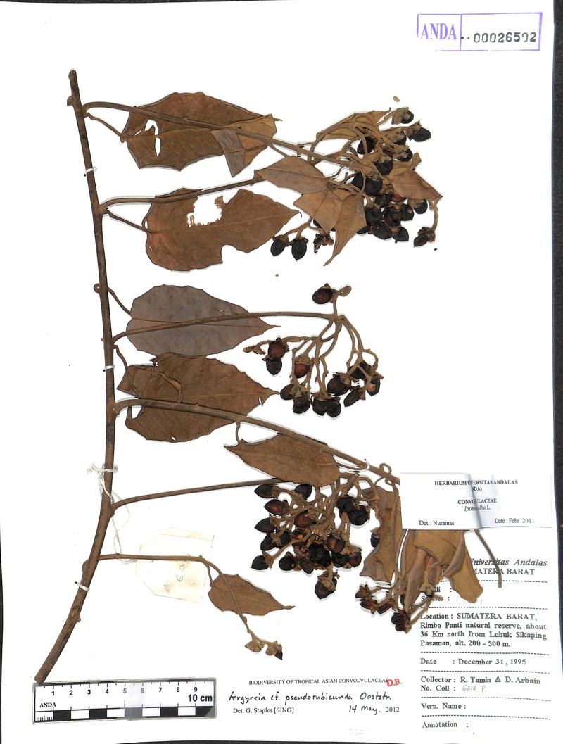 Argyreia pseudorubicunda photo 3