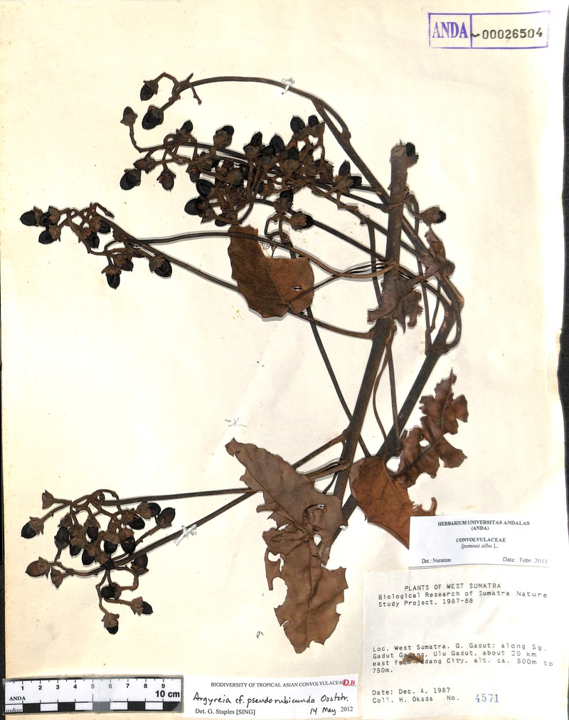Argyreia pseudorubicunda photo 4