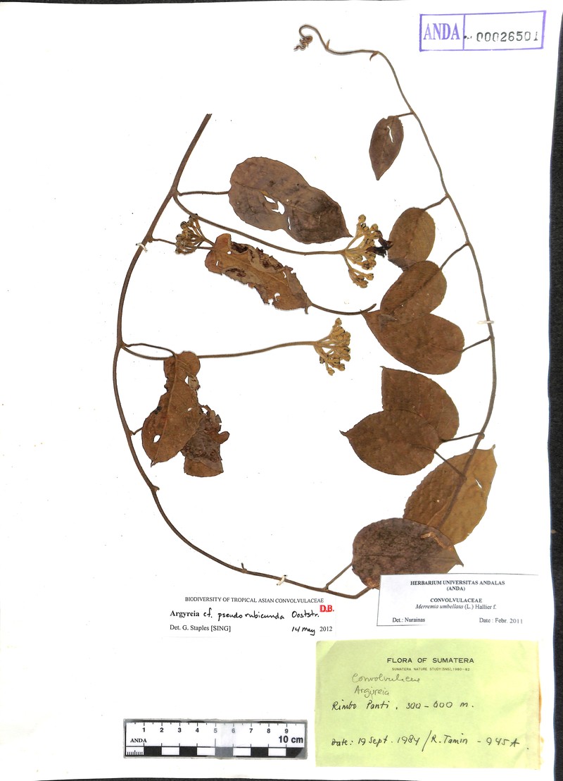 Argyreia pseudorubicunda photo 5