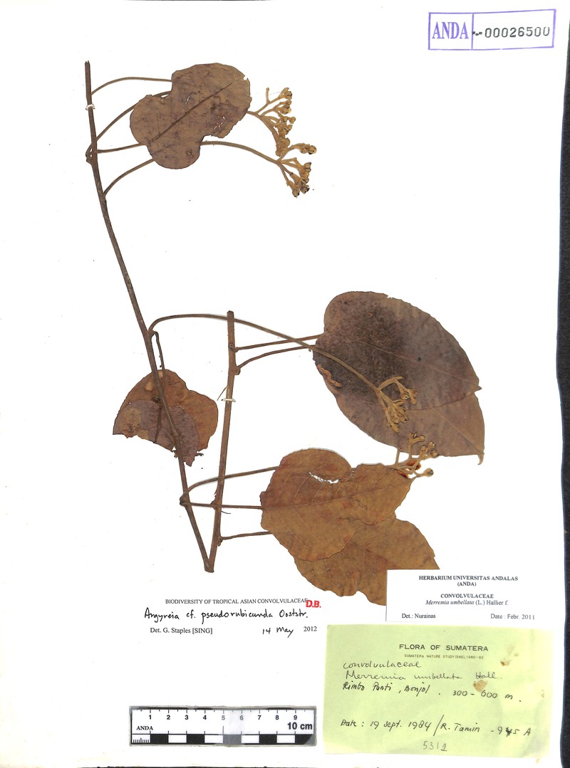 Argyreia pseudorubicunda photo 6