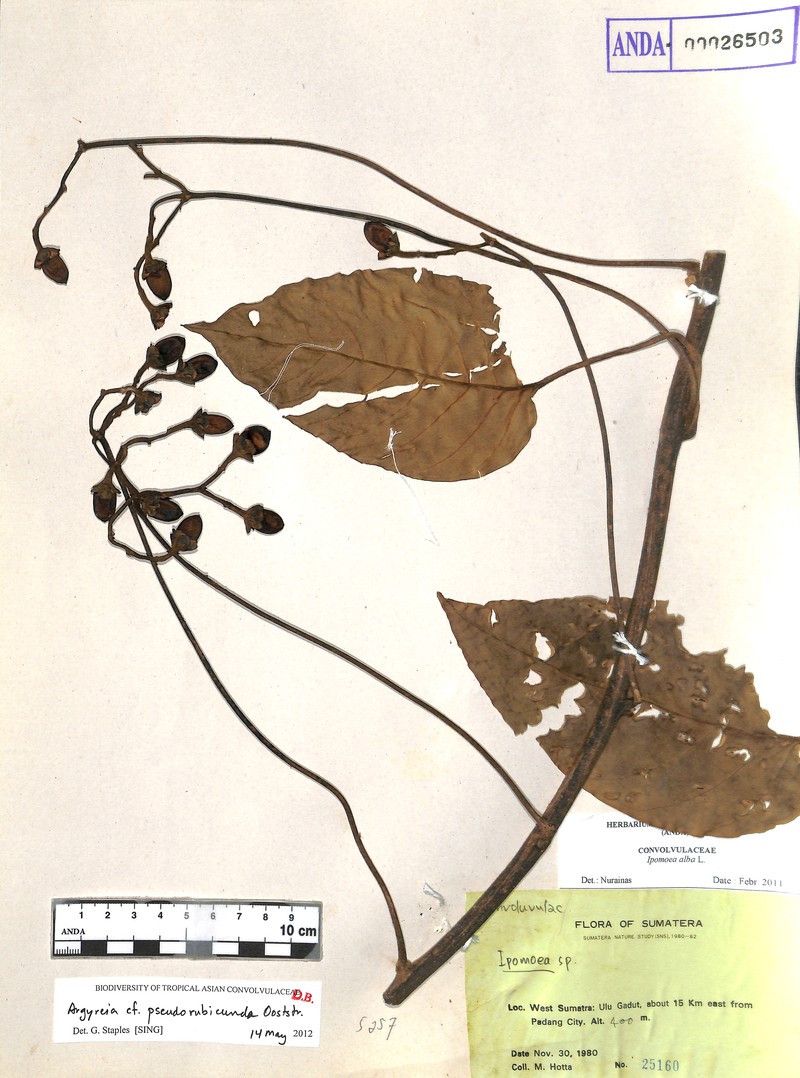 Argyreia pseudorubicunda photo 7