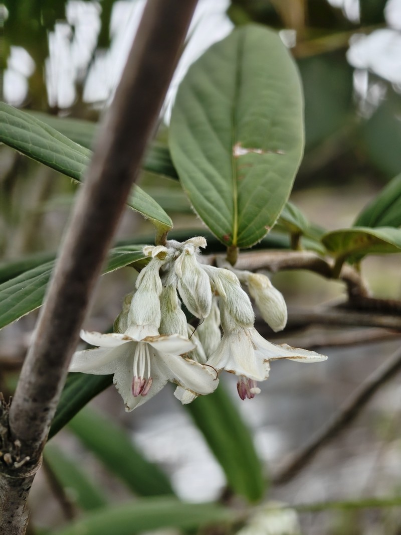 Argyreia pseudosolanum