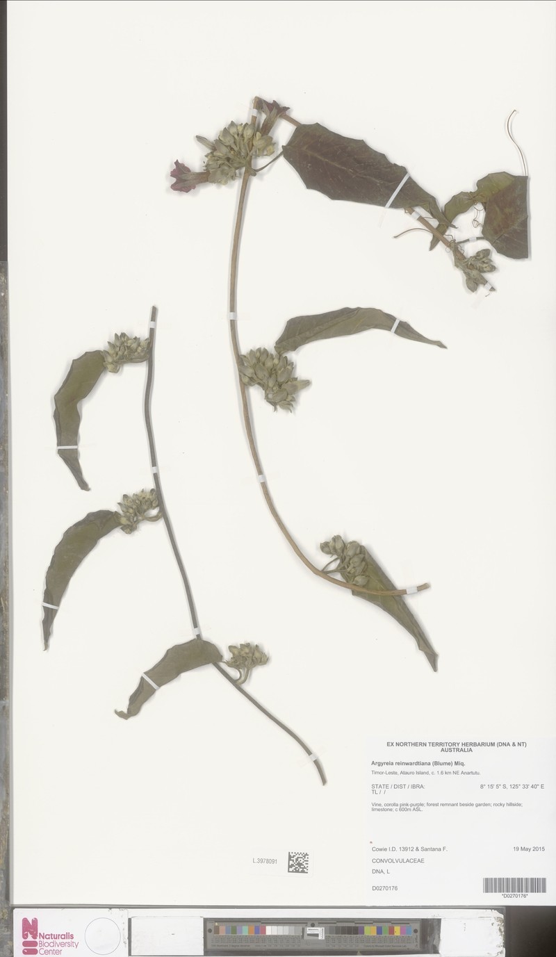 Argyreia reinwardtiana photo 2
