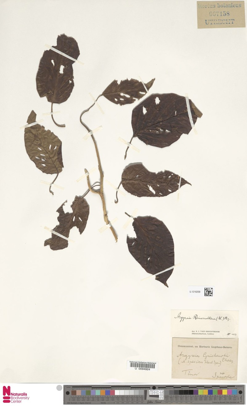 Argyreia reinwardtiana photo 3