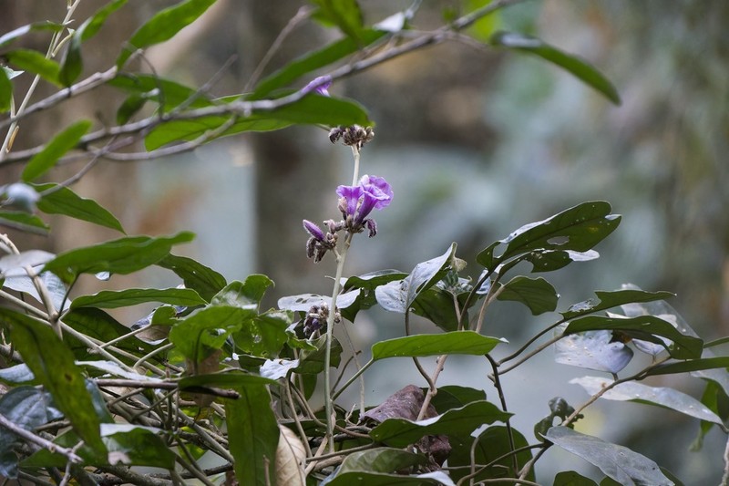 Argyreia roseopurpurea
