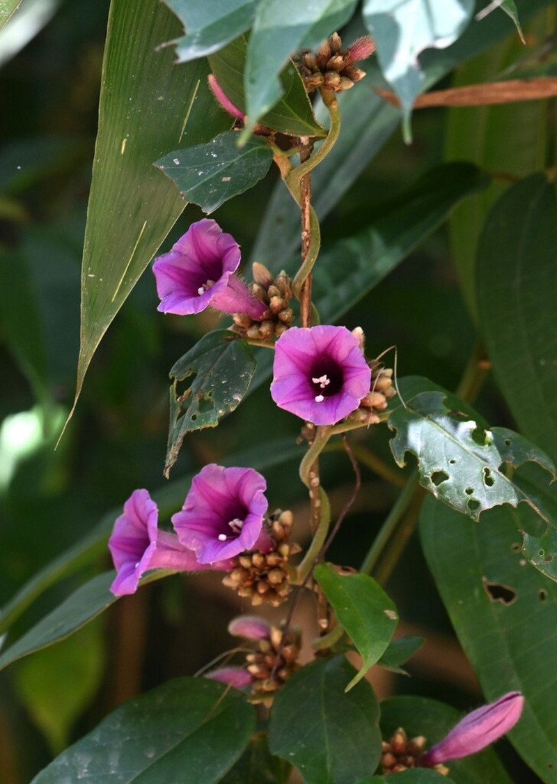 Argyreia roseopurpurea photo 2