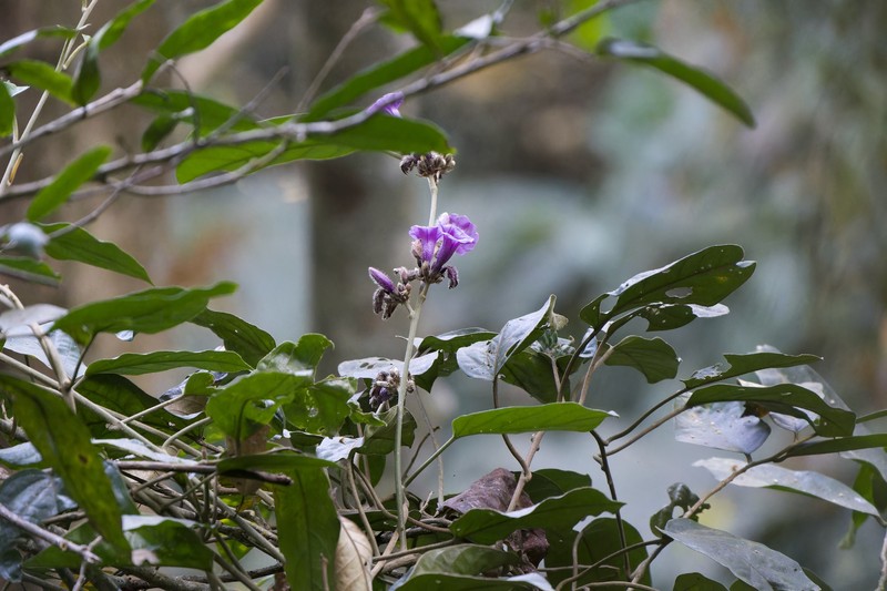 Argyreia roseopurpurea photo 3