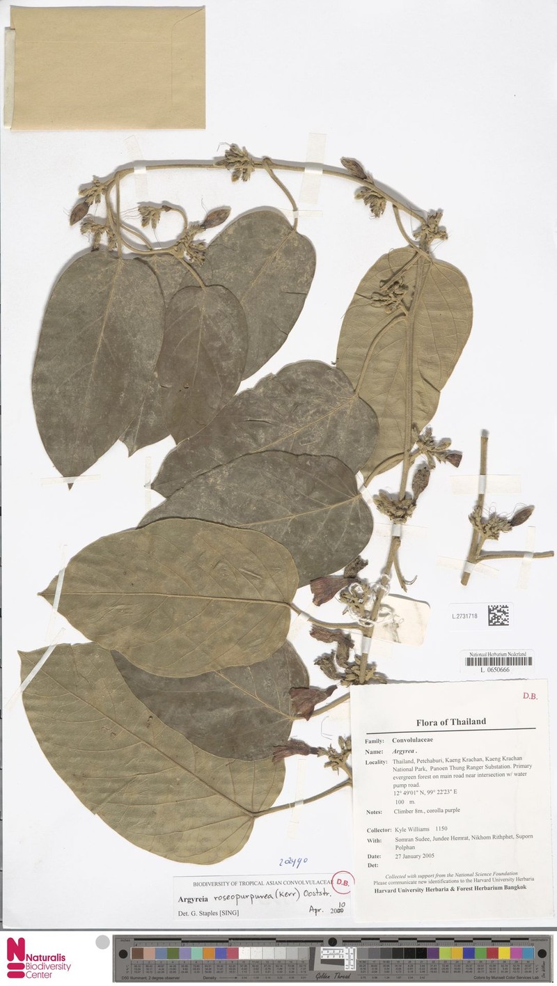 Argyreia roseopurpurea photo 5