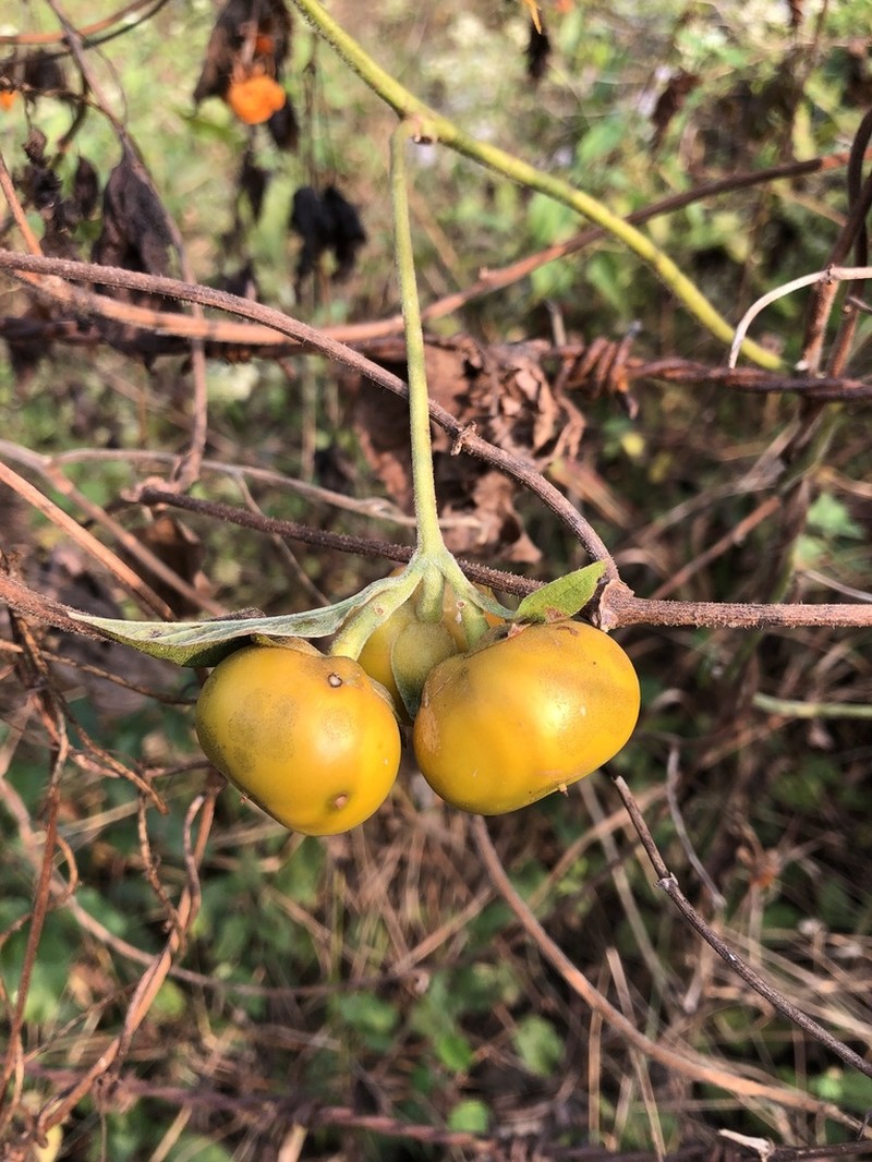 Argyreia roxburghii photo 2