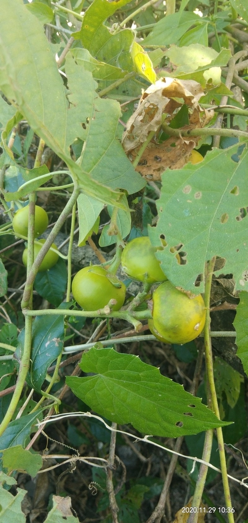Argyreia roxburghii photo 4