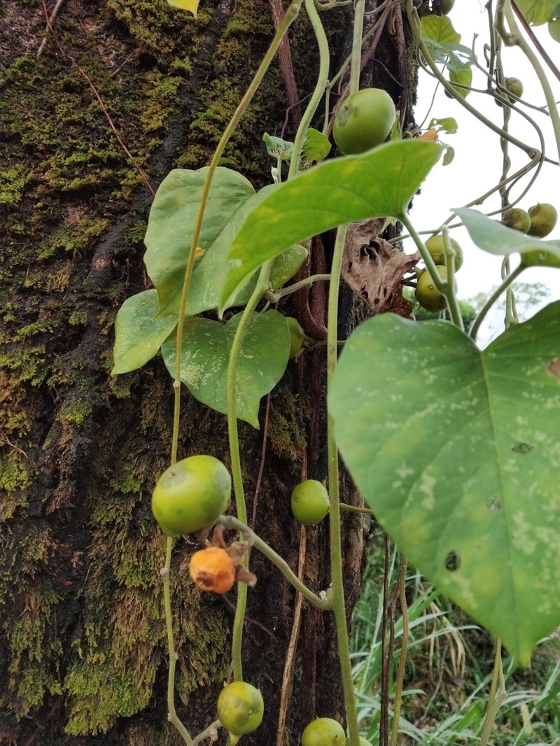 Argyreia roxburghii photo 5