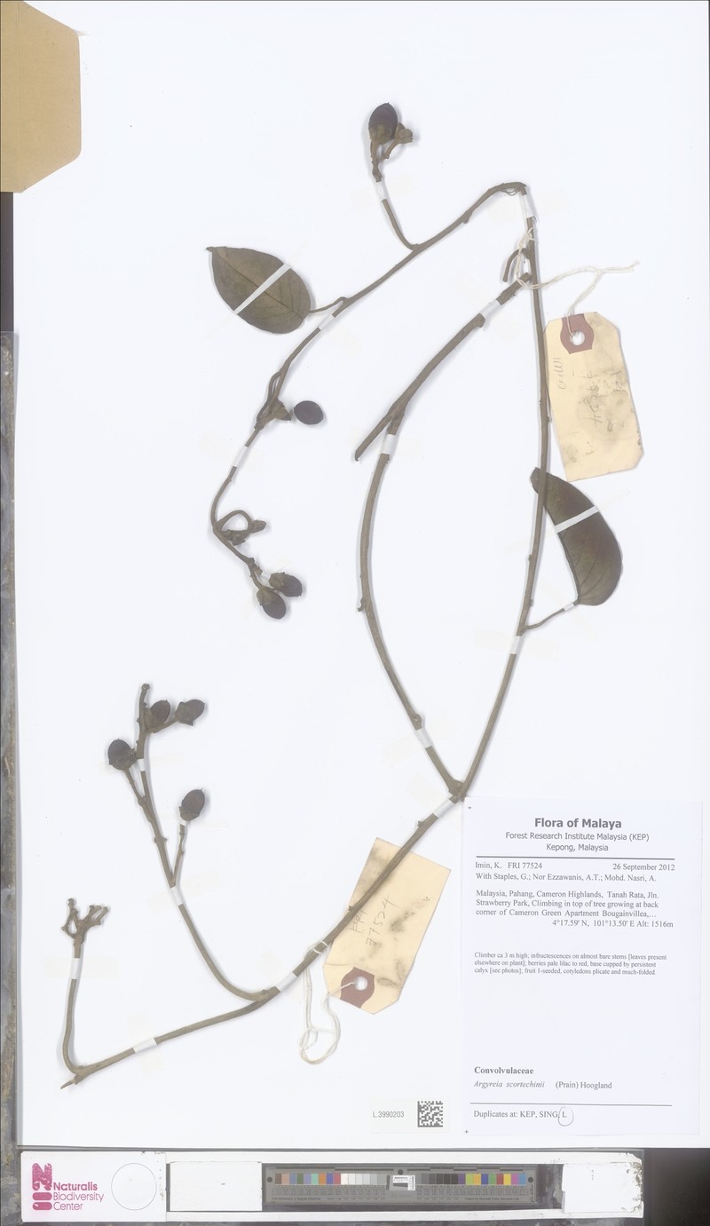 Argyreia scortechinii